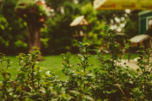 photo-of-leaf